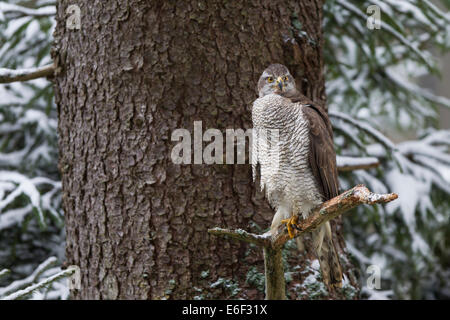 Habicht Northern Goshawk Accipiter Gentilis weiblich Stockfoto