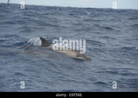 Kurzer Schnabel Gemeinen Delphin, Delphinus Delphis, Porpoising in großen Wellen, in der Nähe von Pico, Azoren, Atlantik. Stockfoto
