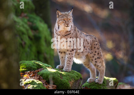 Eurasischer Luchs Eurasischer Luchs Lynx lynx Stockfoto