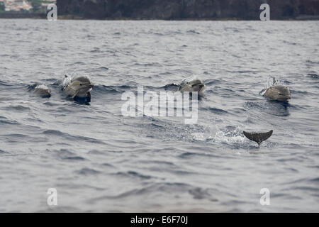 Kurzer Schnabel Gemeinen Delphin-Gruppe, einschließlich kleines Kalb, Delphinus Delphis, Porpoising, in der Nähe von Pico, Azoren, Atlantik. Stockfoto