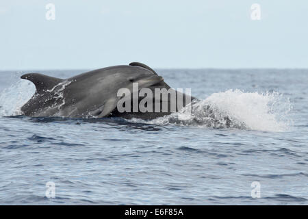 Tümmler, Tursiops Truncatus, Belag, in der Nähe von Lajes Do Pico, Azoren, Atlantik. Stockfoto