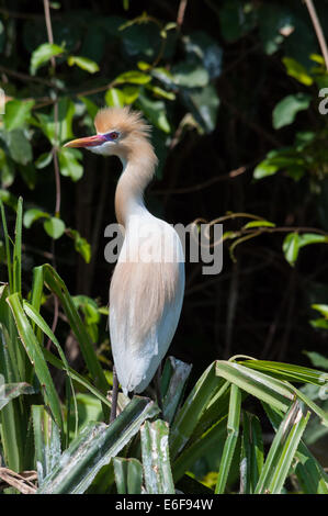 Indische Kuhreiher Stockfoto