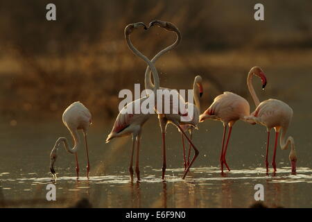 Flamingos am Lake Bogoria in Kenia Stockfoto