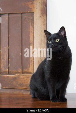 Schwarze Katze sitzt vor Holztür Stockfoto