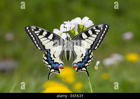 Gemeinsamen gelbe Schwalbenschwanz Old World Schwalbenschwanz Schwalbenschwanz Papilio Machaon schwalbenschwanz Stockfoto