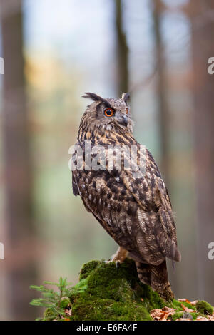 Eurasische Adler-Eule Bubo Bubo Uhu Eulen Stockfoto