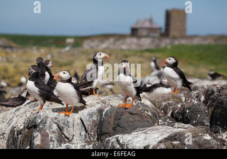 Fratercula Arctica Papageientaucher auf Inner Farne, Farne Islands, Northumberland, England, UK Stockfoto