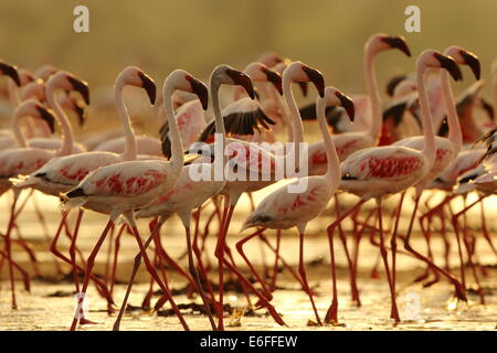 Rosaflamingos und Flamingos von Nakuru-Nationalpark, Kenia Stockfoto