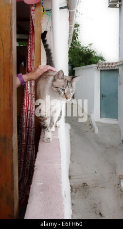 Blauäugige Katze und hand Stockfoto