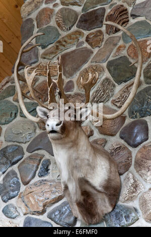 Kargen Boden Caribou Mount am Kamin Stockfoto