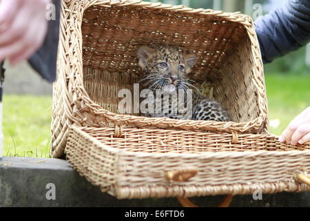 Berlin, Deutschland. 22. August 2014.  Am 17. Juni 2014 wurde ein Java-Leopard im Tierpark Berlin geboren. Die Mutter Shinta (8 Jahre) kümmert sich gut um für ihre jungen Pelangi. Der Tierpark Berlin ist zuständig für das internationale Zuchtbuch von bedrohten Tierarten Credit: Simone Kuhlmey/Pacific Press/Alamy Live News Stockfoto