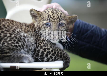 Berlin, Deutschland. 22. August 2014.  Am 17. Juni 2014 wurde ein Java-Leopard im Tierpark Berlin geboren. Die Mutter Shinta (8 Jahre) kümmert sich gut um für ihre jungen Pelangi. Der Tierpark Berlin ist zuständig für das internationale Zuchtbuch von bedrohten Tierarten Credit: Simone Kuhlmey/Pacific Press/Alamy Live News Stockfoto