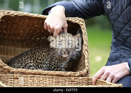 Berlin, Deutschland. 22. August 2014.  Am 17. Juni 2014 wurde ein Java-Leopard im Tierpark Berlin geboren. Die Mutter Shinta (8 Jahre) kümmert sich gut um für ihre jungen Pelangi. Der Tierpark Berlin ist zuständig für das internationale Zuchtbuch von bedrohten Tierarten Credit: Simone Kuhlmey/Pacific Press/Alamy Live News Stockfoto