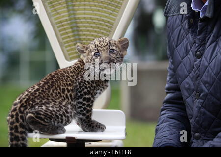 Berlin, Deutschland. 22. August 2014.  Am 17. Juni 2014 wurde ein Java-Leopard im Tierpark Berlin geboren. Die Mutter Shinta (8 Jahre) kümmert sich gut um für ihre jungen Pelangi. Der Tierpark Berlin ist zuständig für das internationale Zuchtbuch von bedrohten Tierarten Credit: Simone Kuhlmey/Pacific Press/Alamy Live News Stockfoto