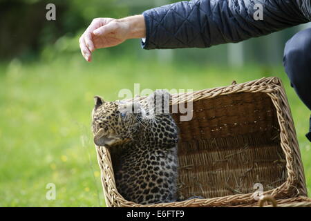 Berlin, Deutschland. 22. August 2014.  Am 17. Juni 2014 wurde ein Java-Leopard im Tierpark Berlin geboren. Die Mutter Shinta (8 Jahre) kümmert sich gut um für ihre jungen Pelangi. Der Tierpark Berlin ist zuständig für das internationale Zuchtbuch von bedrohten Tierarten Credit: Simone Kuhlmey/Pacific Press/Alamy Live News Stockfoto