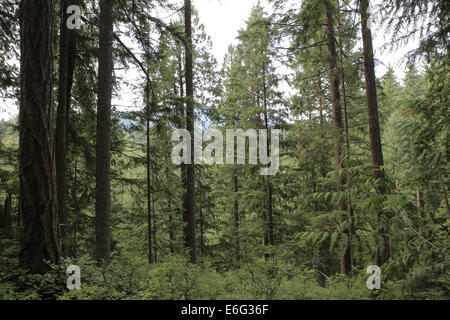 Lynn Canyon Park, nördlich von Vancouver, Kanada, ist ein beliebter Drehort aufgrund seiner natürlichen Landschaft. Stockfoto