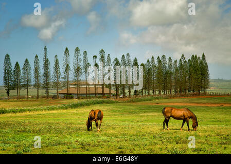 Pferde grasen auf der Weide mit Scheune, Stallungen am Koele und Cook-Kiefern. Lanai, Hawaii. Stockfoto