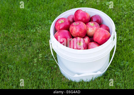 Ein Korb mit frisch gepflückten Honeycrisp Äpfel. Stockfoto