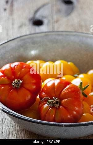 Frisch gepflückten Tomaten in eine Schüssel Emaille Stockfoto