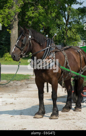 Geauga County, Ohio Mesopotamien. Typischen Amish Pferd Wagen. Stockfoto