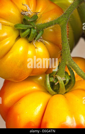 Große Heirloom Tomaten in den organischen Hausgarten Stockfoto