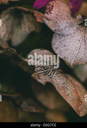Hydrangea Macrophylla Winter Blumen Makro Stockfoto