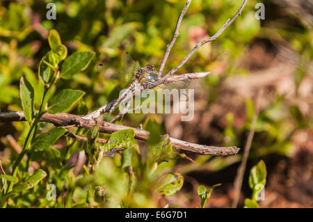 Eine weibliche Black Darter Libelle, Sympetrum Danae, in der Sonne aalen. Stockfoto