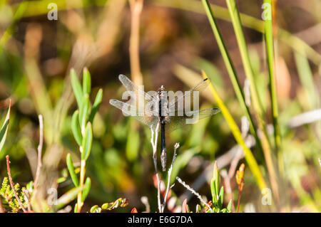 Eine männliche Black Darter Libelle, Sympetrum Danae, in der Sonne auf einem Heidekraut Stiel. Stockfoto