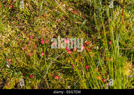 Wilde Preiselbeere, Arctostaphylos Uva-Ursi wächst in Meathop Moss Nature Reserve in Cumbria, England während des Spätsommers. Stockfoto