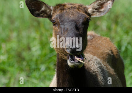 Roosevelt Elch Kuh (Cervus Canadensis Roosevelti) grasen auf einer Wiese des Prairie Creek Redwood State Park an der Nordküste Stockfoto