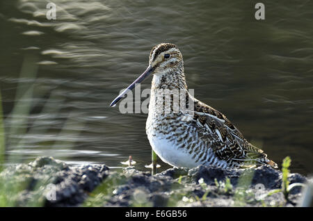 Eine Bekassine Gallinago Gallinago, ruht auf einem Schlamm-Damm auf einem Biber Teich Stockfoto