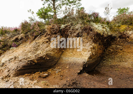 Querschnitt eines irischen Moor, Heide und Pflanzen auf der Oberseite Stockfoto