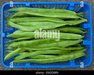 Ein blauen Korb nahm frisch nach Hause angebauten Bio Stangenbohnen Stockfoto