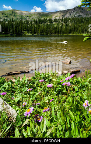 Platin Farbe Golden Retriever Hunde schwimmen im Wasser Hund See, zentralen Colorado, USA Stockfoto