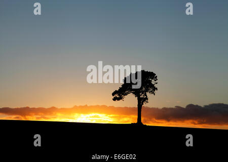 Eine Scots Kiefer auf einem Hügel in der Nähe von Burcombe in Wiltshire, England, fotografiert am Sonnenuntergang. Stockfoto