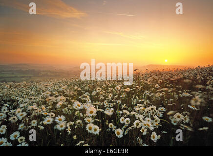 Ochsen-Auge Gänseblümchen wachsen in einer Ecke des Feldes auf Charlton in Süd-West Wiltshire, England, fotografiert bei Sonnenaufgang. Stockfoto