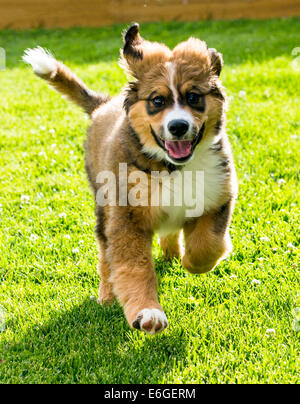 Zwölf Wochen alten Berner Sennenhund, Pyrenäenberghund, mix Rasse, Welpen laufen auf dem Rasen Stockfoto