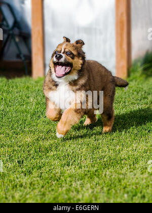 Zwölf Wochen alten Berner Sennenhund, Pyrenäenberghund, mix Rasse, Welpen laufen auf dem Rasen Stockfoto