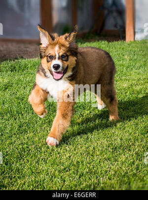 Zwölf Wochen alten Berner Sennenhund, Pyrenäenberghund, mix Rasse, Welpen laufen auf dem Rasen Stockfoto