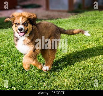 Zwölf Wochen alten Berner Sennenhund, Pyrenäenberghund, mix Rasse, Welpen laufen auf dem Rasen Stockfoto