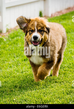 Zwölf Wochen alten Berner Sennenhund, Pyrenäenberghund, mix Rasse, Welpen laufen auf dem Rasen Stockfoto