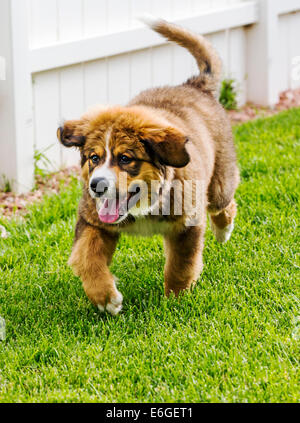 Zwölf Wochen alten Berner Sennenhund, Pyrenäenberghund, mix Rasse, Welpen laufen auf dem Rasen Stockfoto