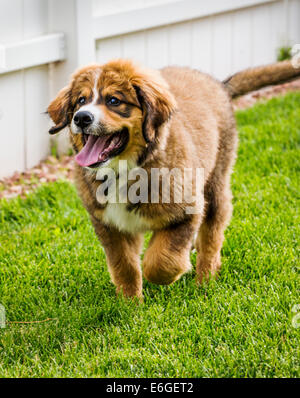 Zwölf Wochen alten Berner Sennenhund, Pyrenäenberghund, mix Rasse, Welpen laufen auf dem Rasen Stockfoto