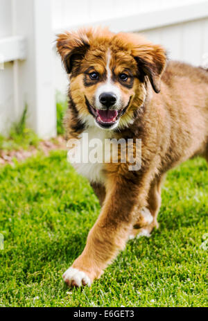 Zwölf Wochen alten Berner Sennenhund, Pyrenäenberghund, mix Rasse, Welpen laufen auf dem Rasen Stockfoto