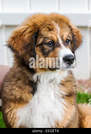 Zwölf Wochen alten Berner Sennenhund, Pyrenäenberghund, mix Rasse, Welpen laufen auf dem Rasen Stockfoto