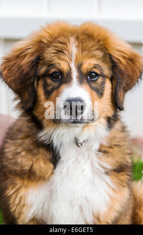 Zwölf Wochen alten Berner Sennenhund, Pyrenäenberghund, mix Rasse, Welpen laufen auf dem Rasen Stockfoto