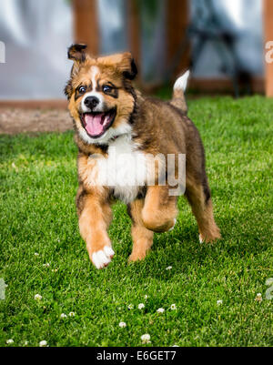 Zwölf Wochen alten Berner Sennenhund, Pyrenäenberghund, mix Rasse, Welpen laufen auf dem Rasen Stockfoto