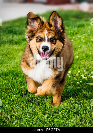 Zwölf Wochen alten Berner Sennenhund, Pyrenäenberghund, mix Rasse, Welpen laufen auf dem Rasen Stockfoto