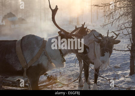 Rentier Herde Schnee Morgendämmerung Licht kalt Geweih Stockfoto