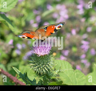 Tagpfauenauge Nectaring auf wilde Blume. Stockfoto